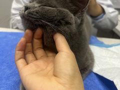 -pd派德宠物中心医院24H急重症·眼科中心·血液透析中心(嵩山北路店)