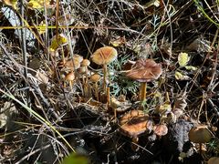 -莫尔道嘎国家森林公园