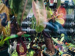 -国家植物园南园