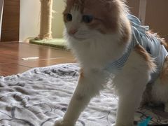 -凯特喵百思猫专科医院