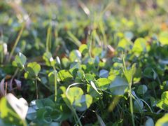 -天鹅湖体育公园