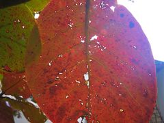 -红色娘子军纪念园