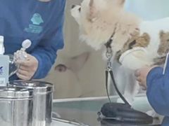 -谐和贝康宠物医院24小时·宠保定点(急重症转诊中心)
