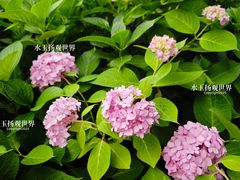 -泰州凤城河风景区-泰山公园