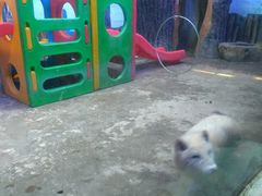 -芜湖新华联大白鲸海洋公园