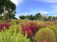 -春花秋色城市公园