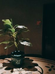 -悦椿SPA