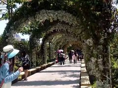-百万葵园