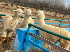 -宿豫区运河湾森林动物园