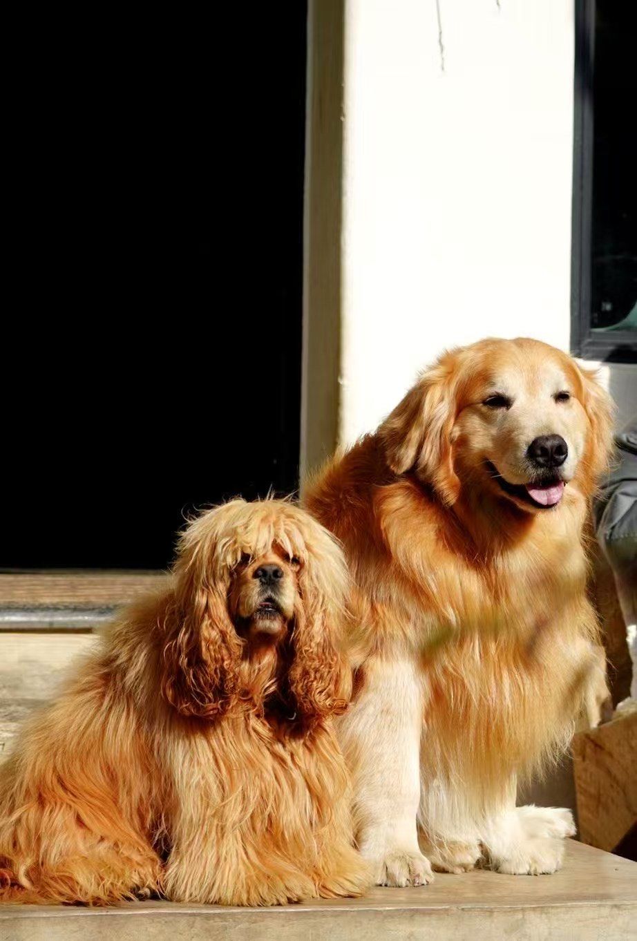 猫狗双全,给大家拜大年啦🥳✴️