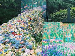 -上海共青森林公园