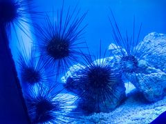 -上海海洋水族馆