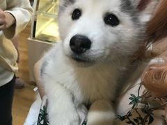 -Husky Go! 哈士奇体验馆·宠物咖啡厅狗咖