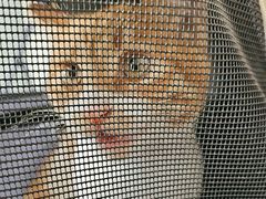 -瑞派福兴宠物医院犬猫全科·骨科·中西医结合(河东店)