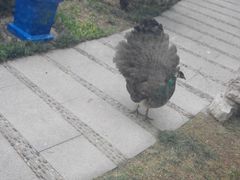 -舜耕山庄四时万和自助餐厅