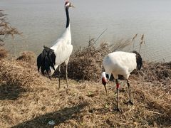 -盐城丹顶鹤湿地生态旅游区