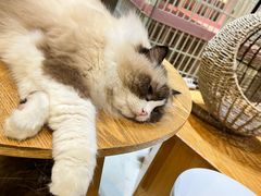 -藏猫猫咖啡主题馆(中央大道店)