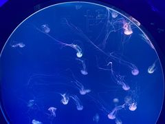 -海合安青岛极地海洋公园
