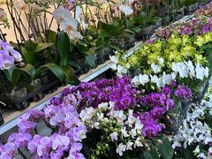 -自由生长植物工作室(深港花卉中心店)