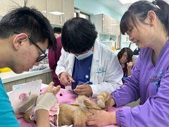 -北京观赏动物医院·24小时大型综合·猫专科·异宠专科