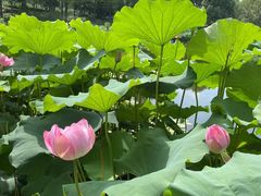 -陈家山荷花公园