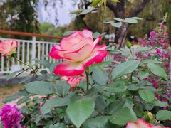 -人民公园(罗湖区)