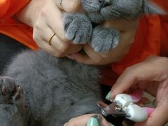 -lincat·猫舍(广州店)