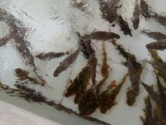 -金台阶鱼馆(于桥水库店)