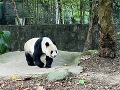 -都江堰中华大熊猫苑