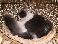 -飞行喵MR PILOT|猫舍·猫咖(静安大融城店)
