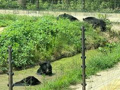 -上海野生动物园