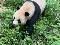 -都江堰中华大熊猫苑