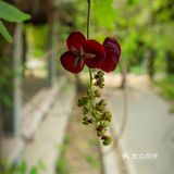 五一赏花指南：北京最美的花儿，这里都有