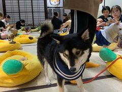 -逗柴咖啡屋·狗咖猫咖宠物桌游