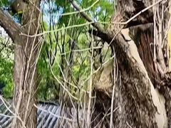 -抱犊崮国家森林公园