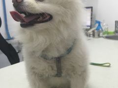 -瑞派宠物医院·24小时骨科·心脏·核磁(哈尔滨南岗店)