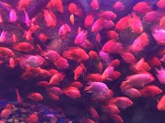-梦幻海洋王国(吾悦广场张家港店)