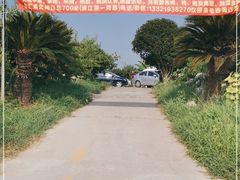 -樂桃源奉贤黄桃种植采摘基地