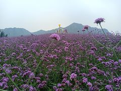 -密云玫瑰情园