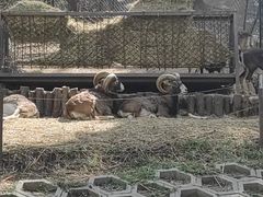 -沈阳森林动物园
