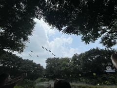 -广州长隆飞鸟乐园