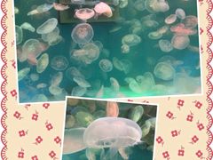 -大连圣亚海洋世界