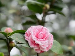 -中国科学院华南植物园