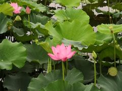 -荷塘月色湿地公园·向阳花洲