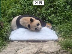 -广州长隆野生动物世界