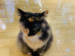 -藏猫猫咖啡主题馆(中央大道店)