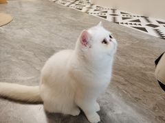 -More Fun猫咖 二十只万元加菲主题