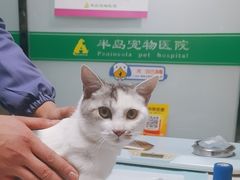 -半岛宠物医院24小时(科华中路店)