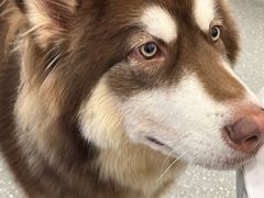 -Let's go狗咖·猫咖·奶狗·桌游(春熙路IFS店)