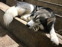 -more than meow吴止猫主题餐厅(承德 中船汇店)